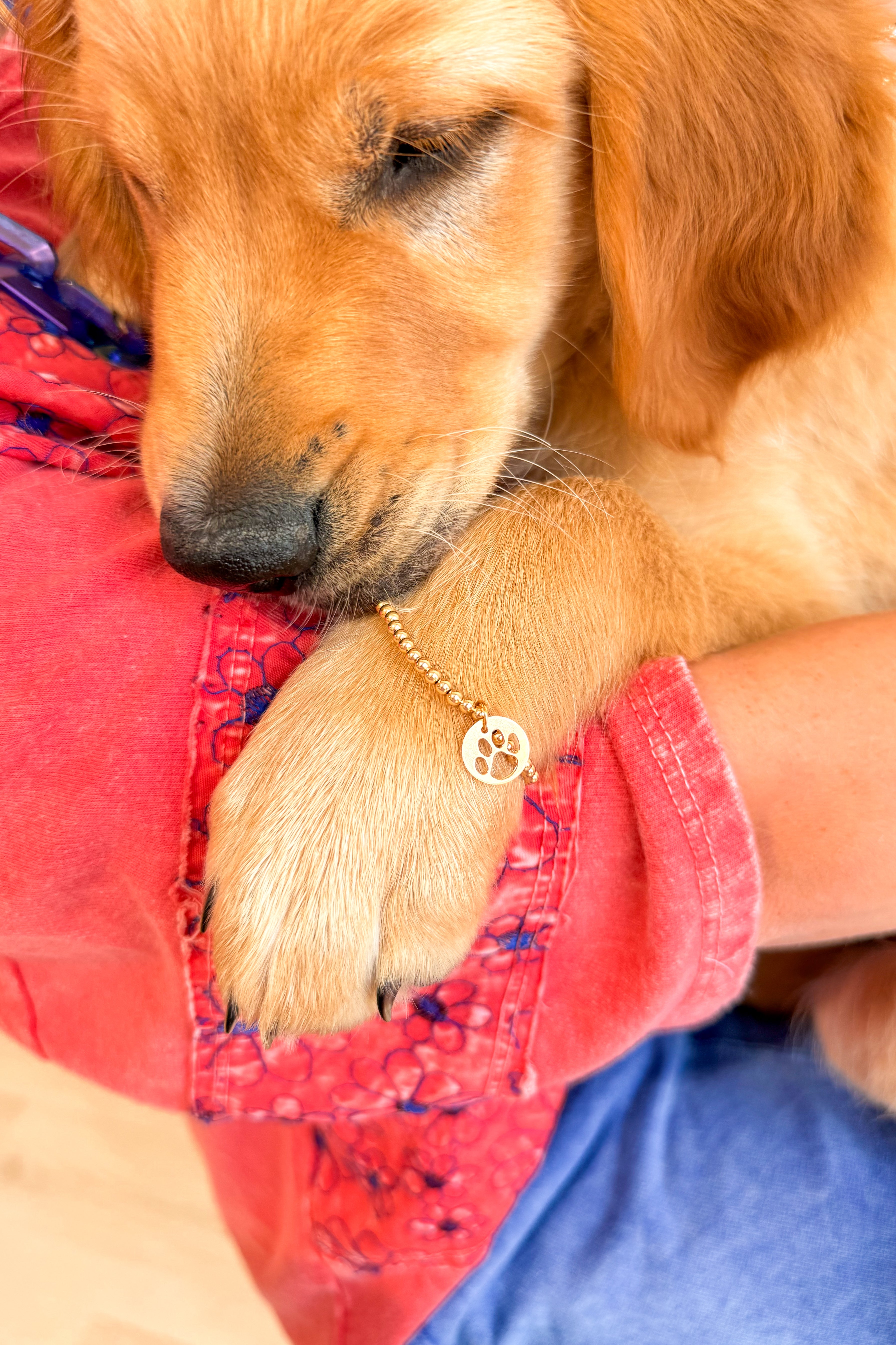 Enewton 3mm Paw Print Gold Disc Bracelet - Be You Boutique