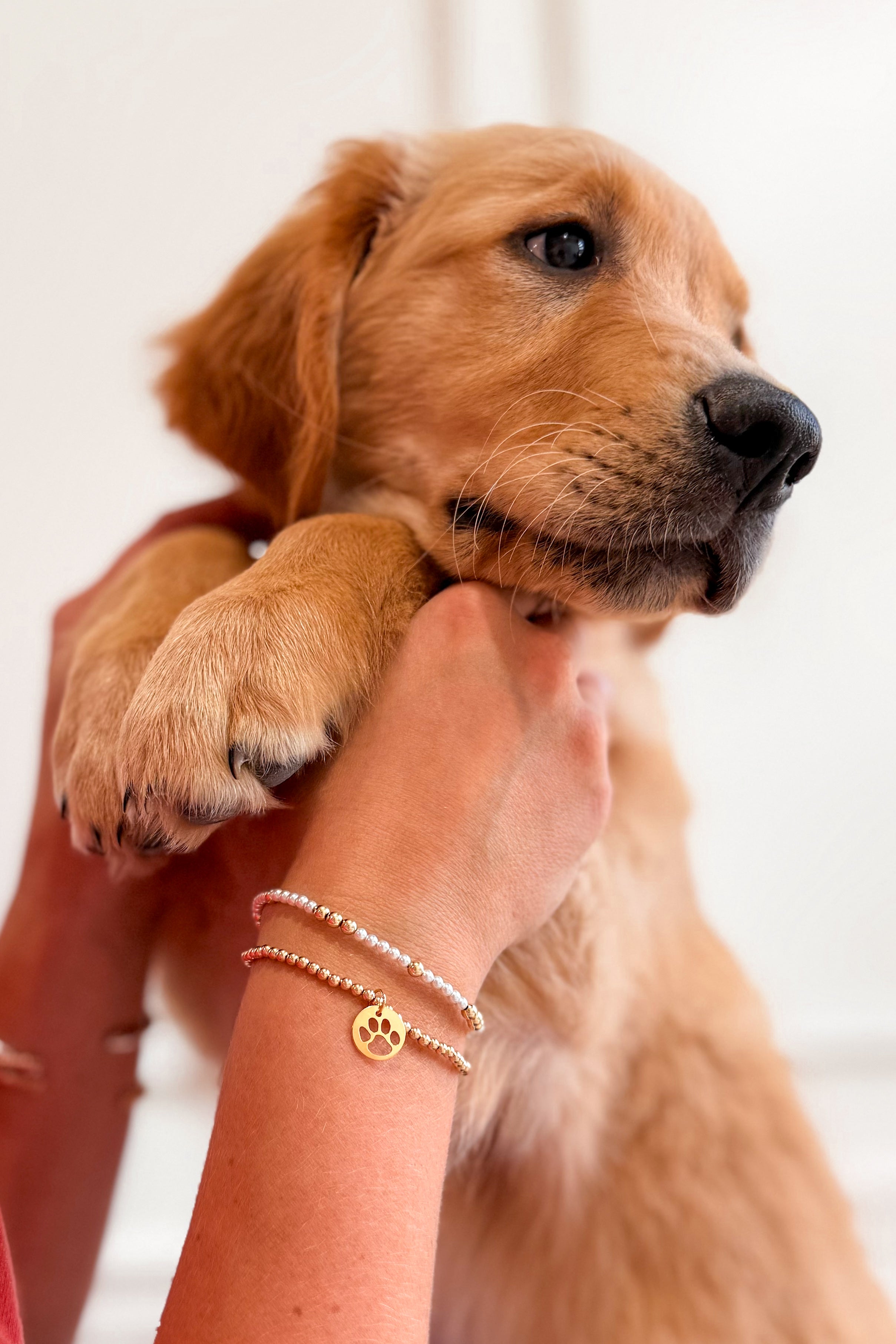 Enewton 3mm Paw Print Gold Disc Bracelet - Be You Boutique